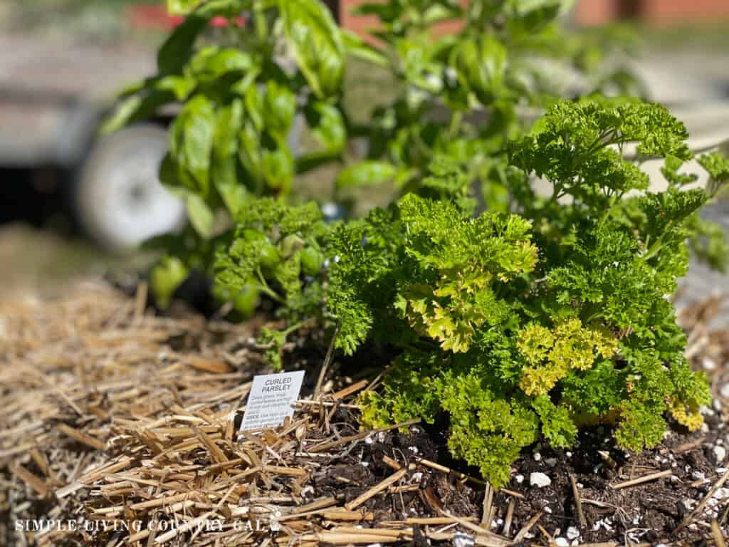 parsley growing in a straw bale
