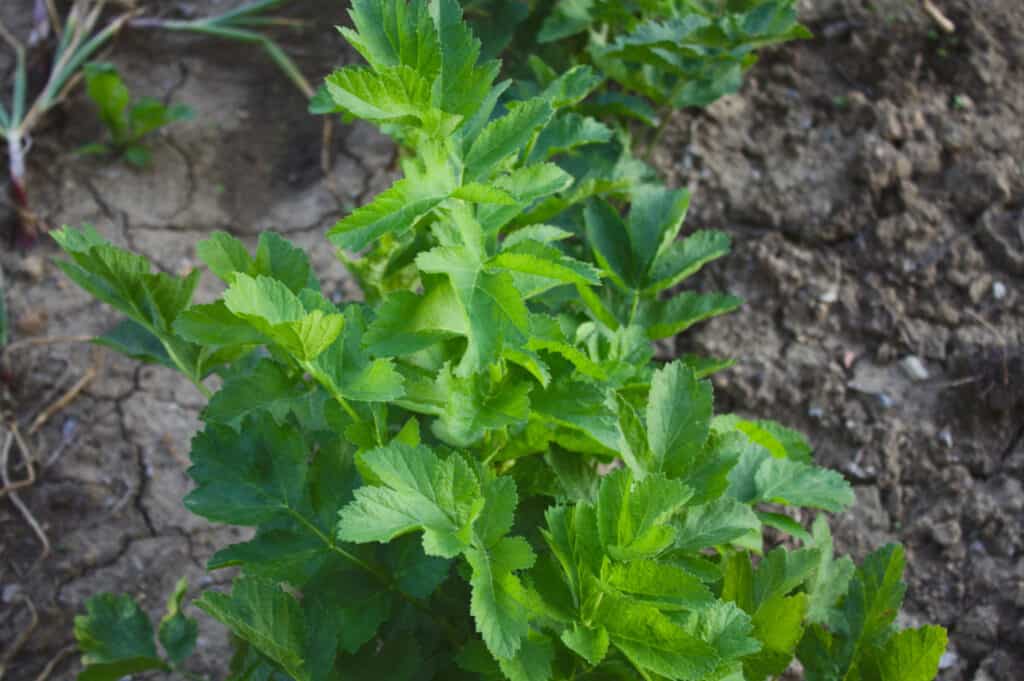 parsnips growing in a garden