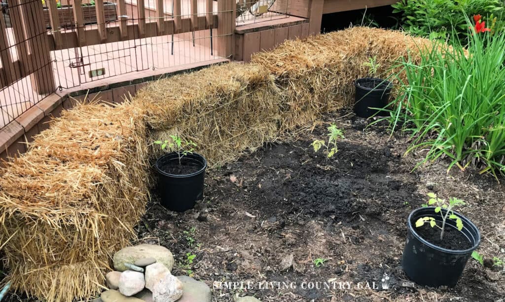 straw bales laid out in a U shape ready for planting