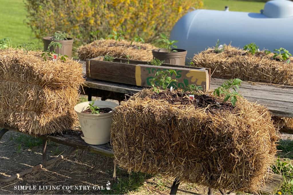 straw bales on a picnic table planting with vegetables and herbs