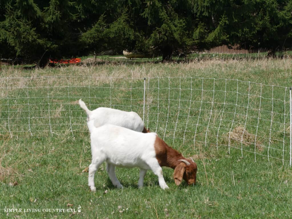 two white goats eating grass near to an elecric fence netting
