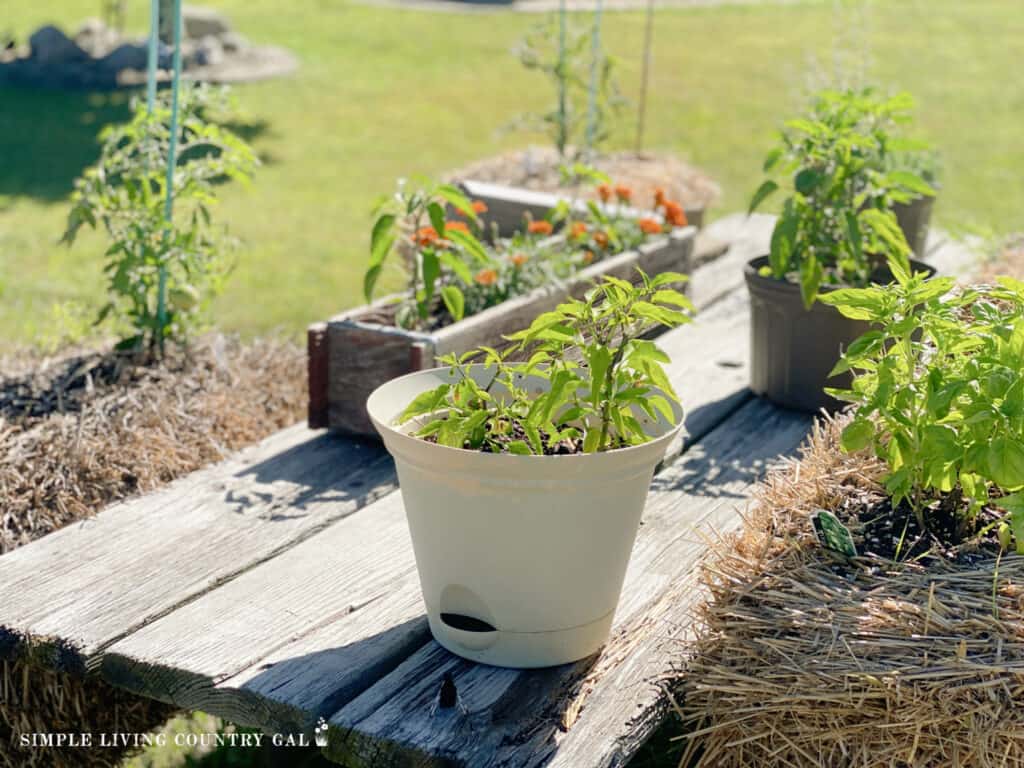 vegetables and herbs growing in flower pots