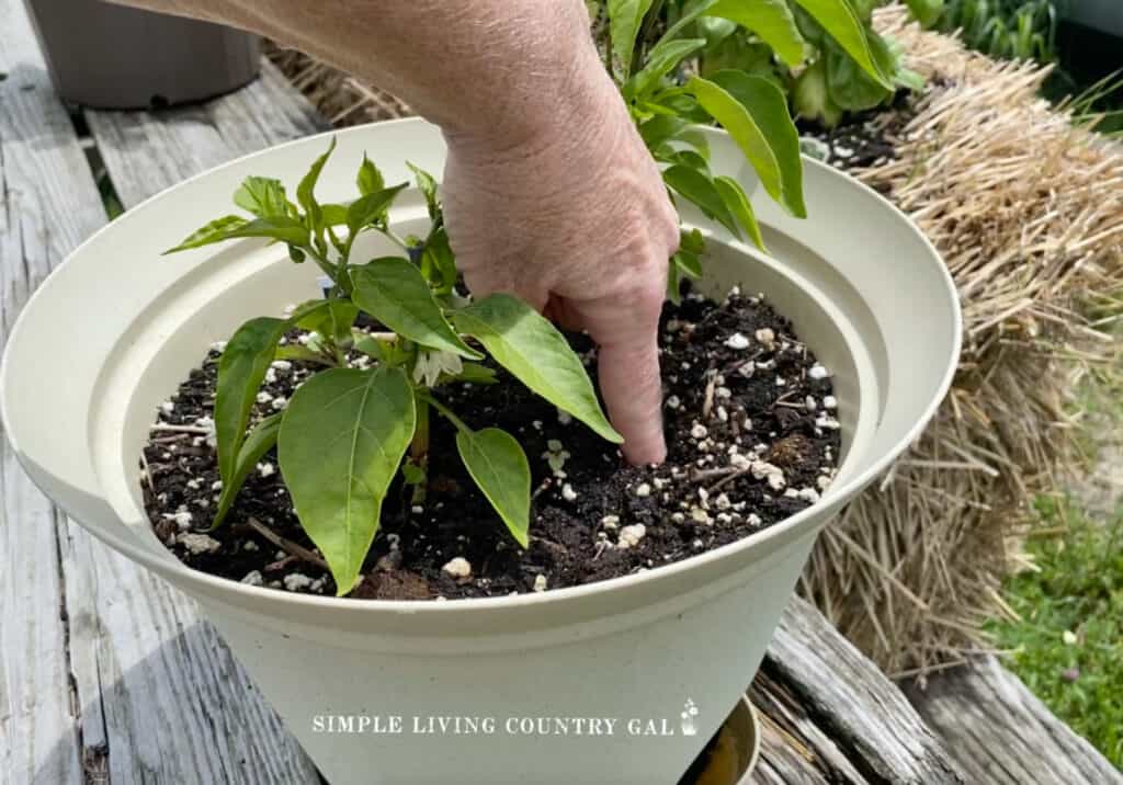 woman sticking a finger into the soil of a potted plant