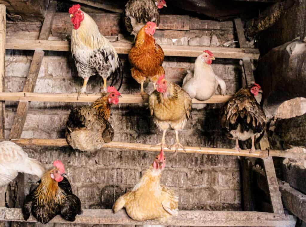 Chickens on a diy ladder perch