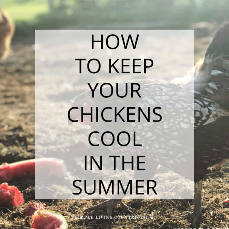 How to Keep chickens cool in the Summer