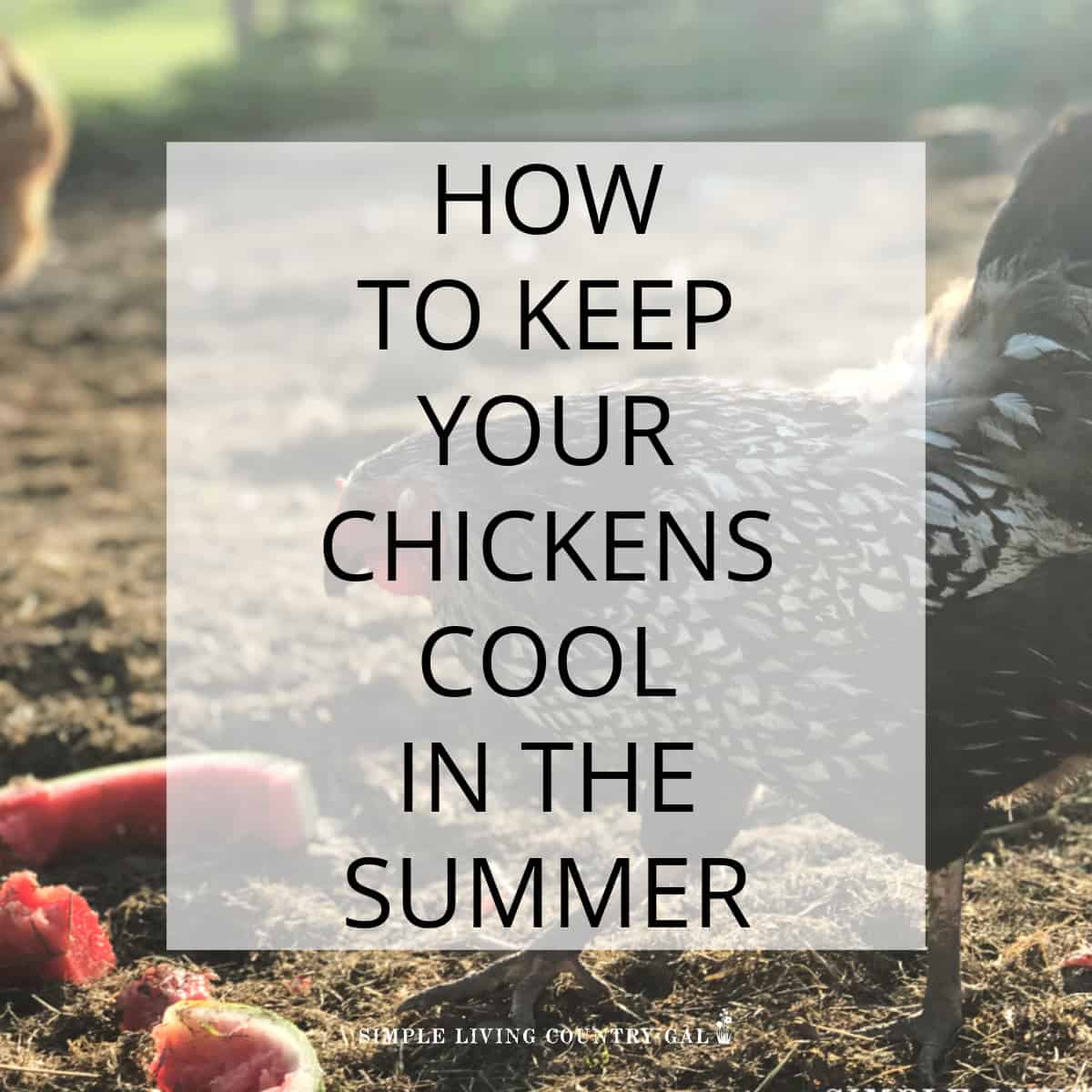 How to Keep chickens cool in the Summer | Simple Living Country Gal