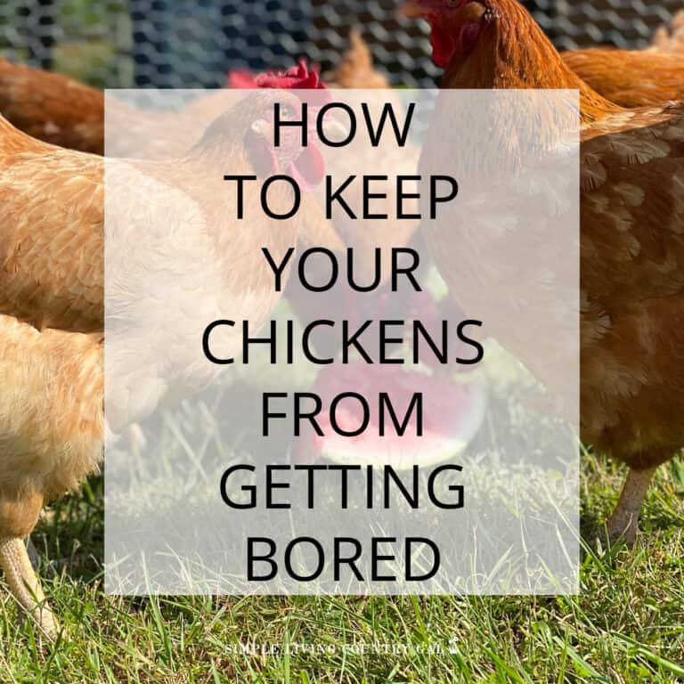 How to Keep Chickens from getting bored