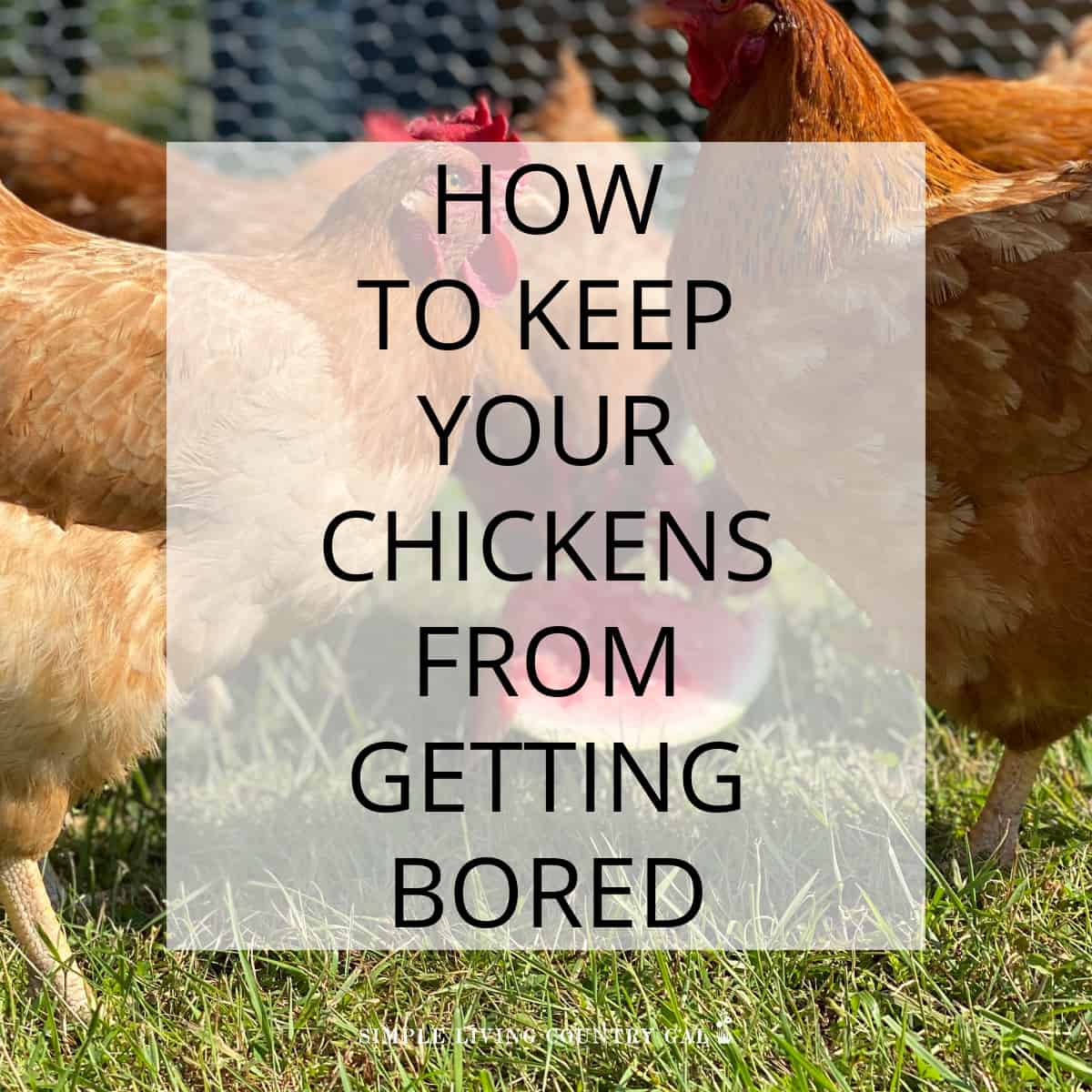 How to Keep Chickens from getting bored Simple Living Country Gal