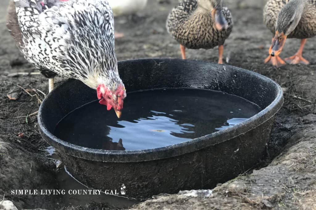 a bowl of water in a chicken run with a chicken drinking
