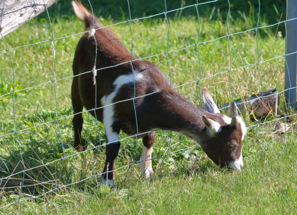 a brown goat sticking his head through a fence to eat grass