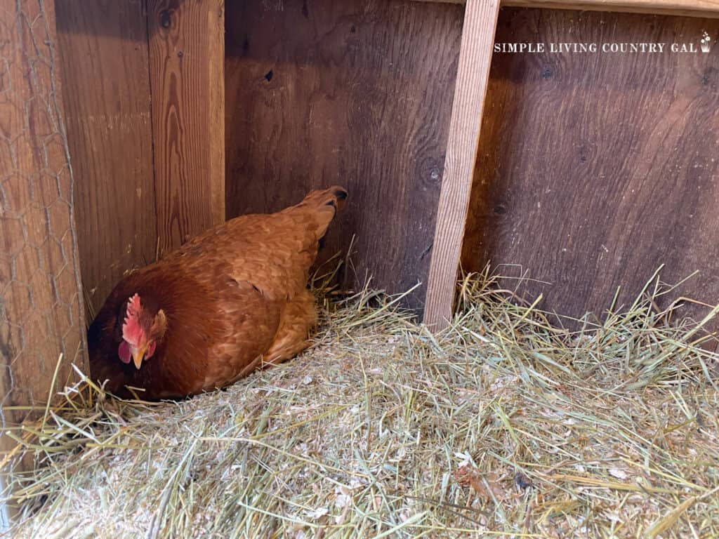 a chicken sitting in a corner on a bale of hay