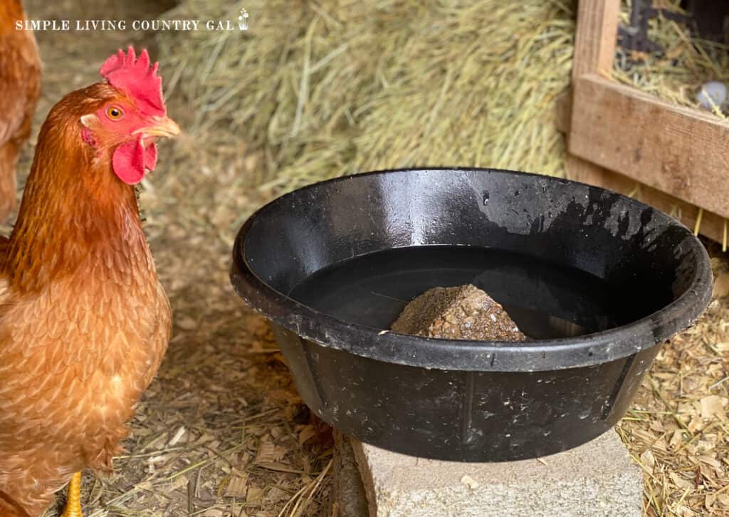 a chicken standing next to a black water bowl
