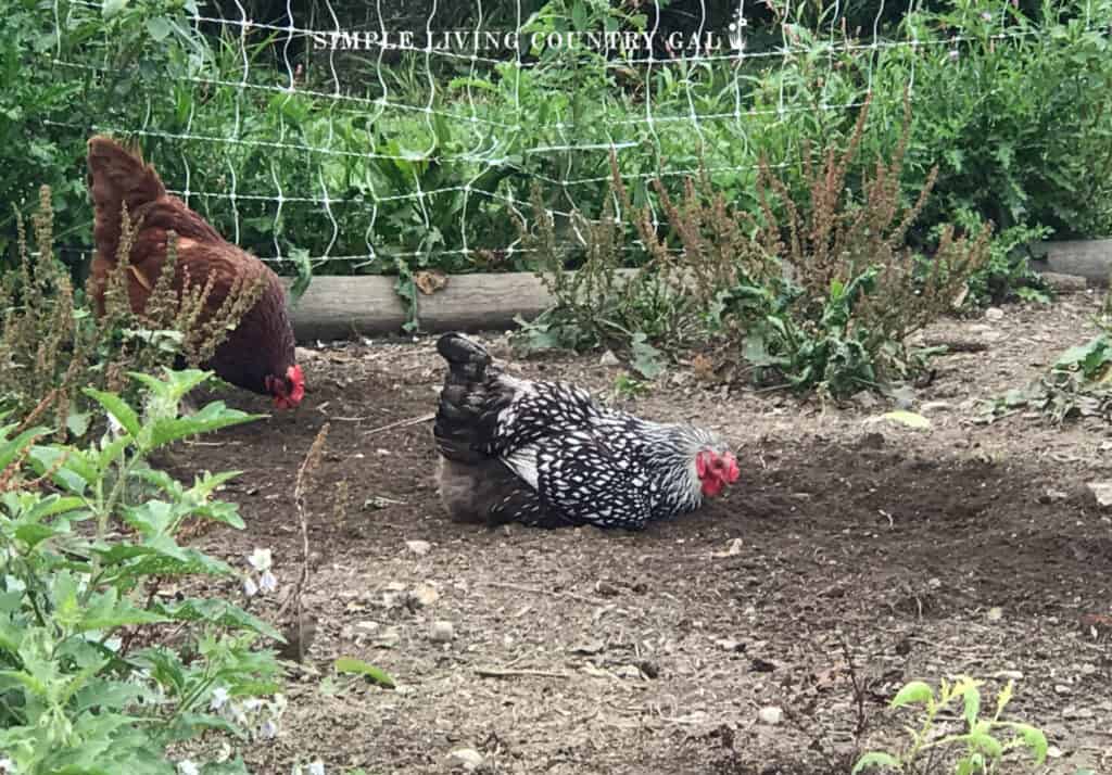 a chicken taking a dust bath in loose soil