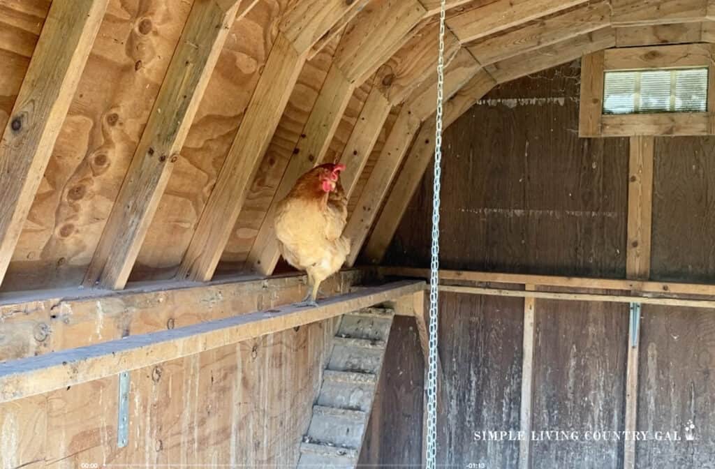 a chicken walking along a roost in a coop