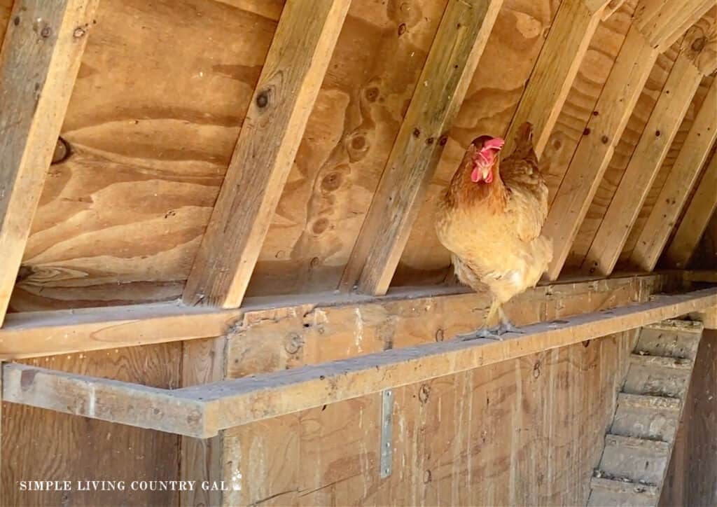 a chicken walking along a roost in a coop