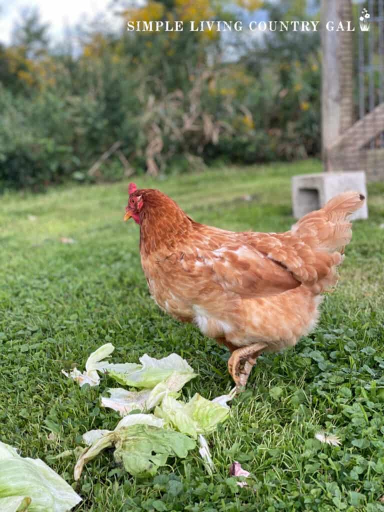 a chicken with missing feathers from molt next to a pile of fresh lettuce