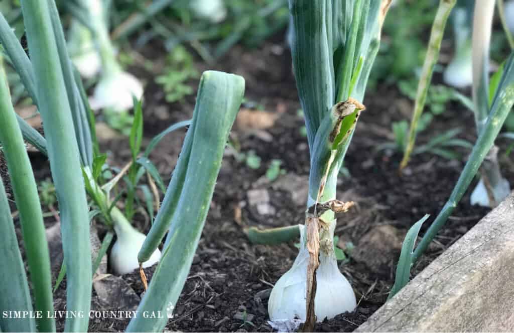 a garden bed with white onions growing