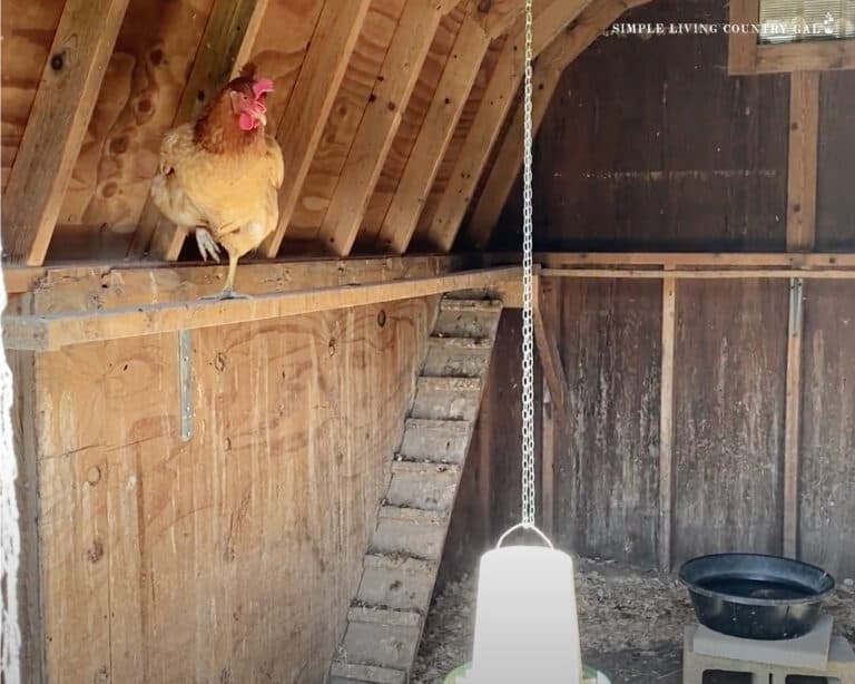 Simple Chicken Barn How to Build a DIY Chicken Coop | Simple Living Country Gal