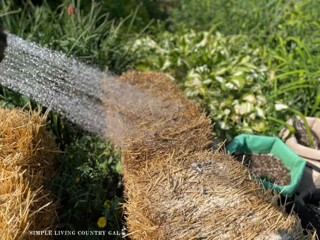 a hose watering a straw bale prepping it for planting