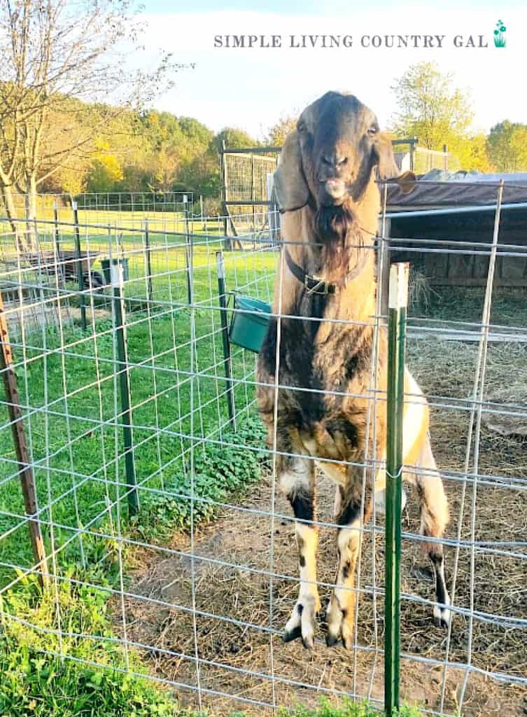 a male nubian goat standing on on a fence