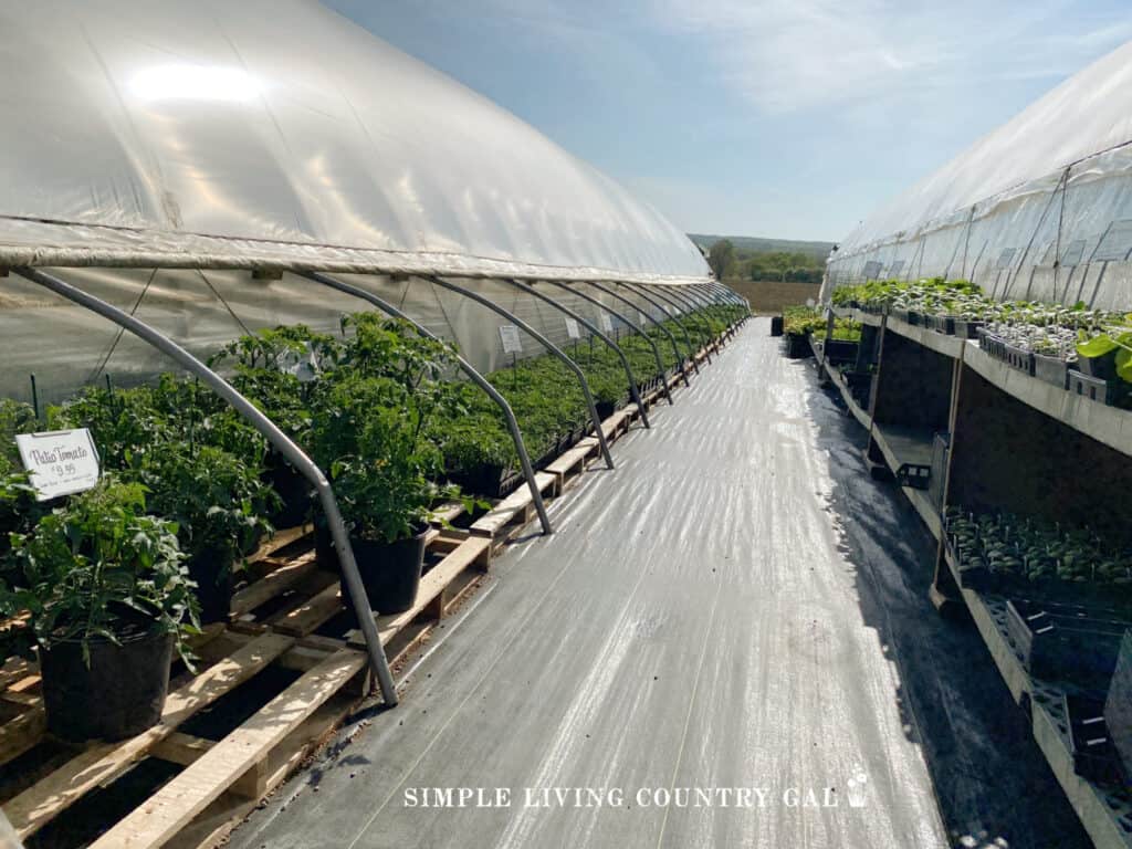 a nursery full of tomato plants, and other vegetables