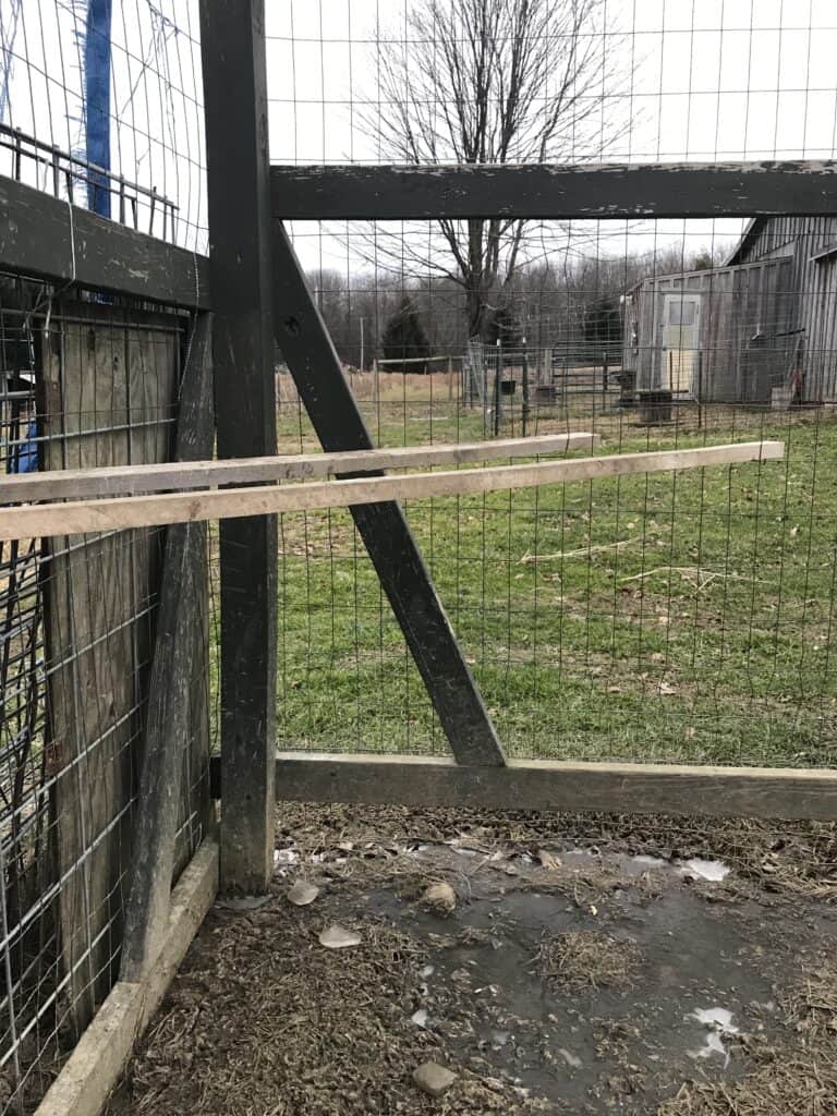 a roost in an outside chicken run (1)