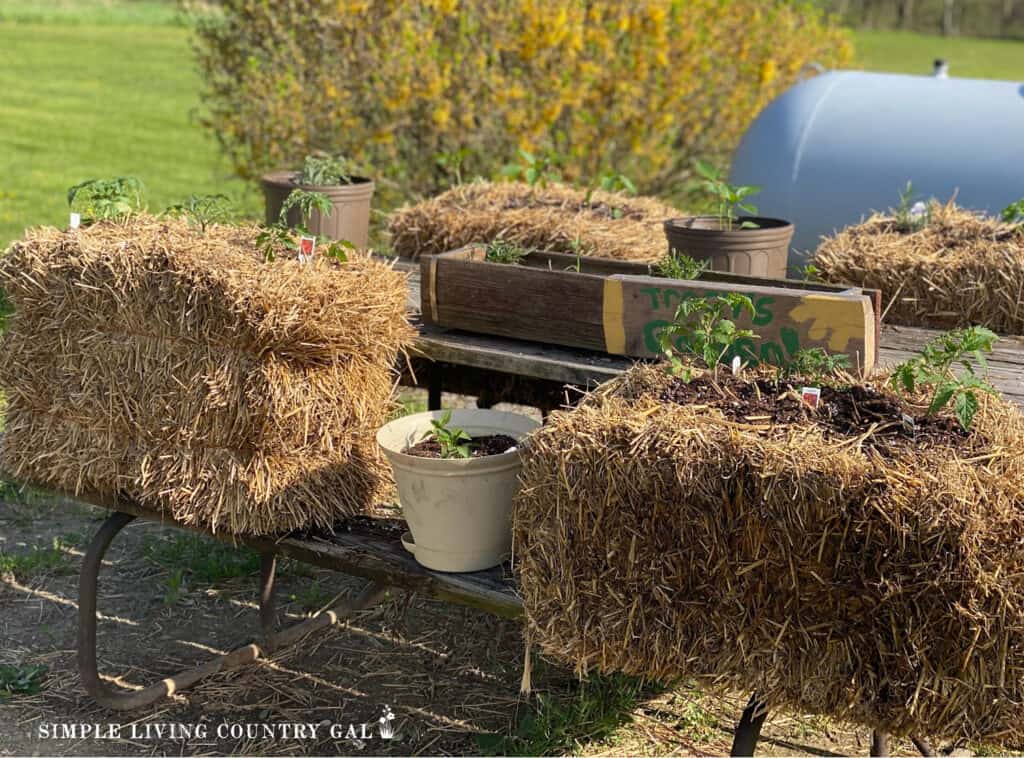 a straw bale garden setup on a picnic table