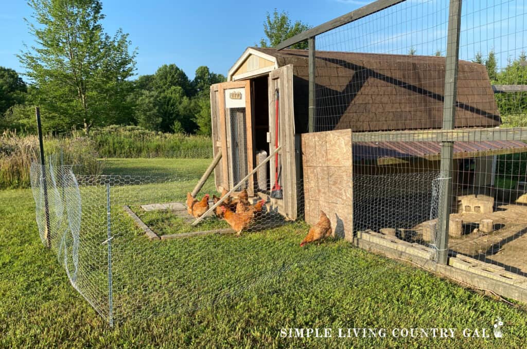 a temporary chicken run made of chicken wire