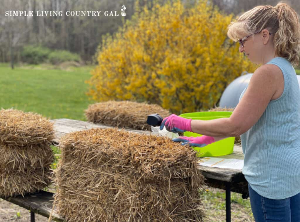 a woman pouring fertilizer on a straw bale