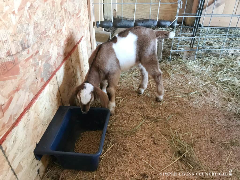 a young kid eating from a grain bucket in a goat kid pen