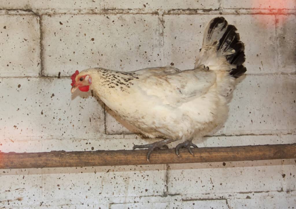 chicken on a broom handle perch