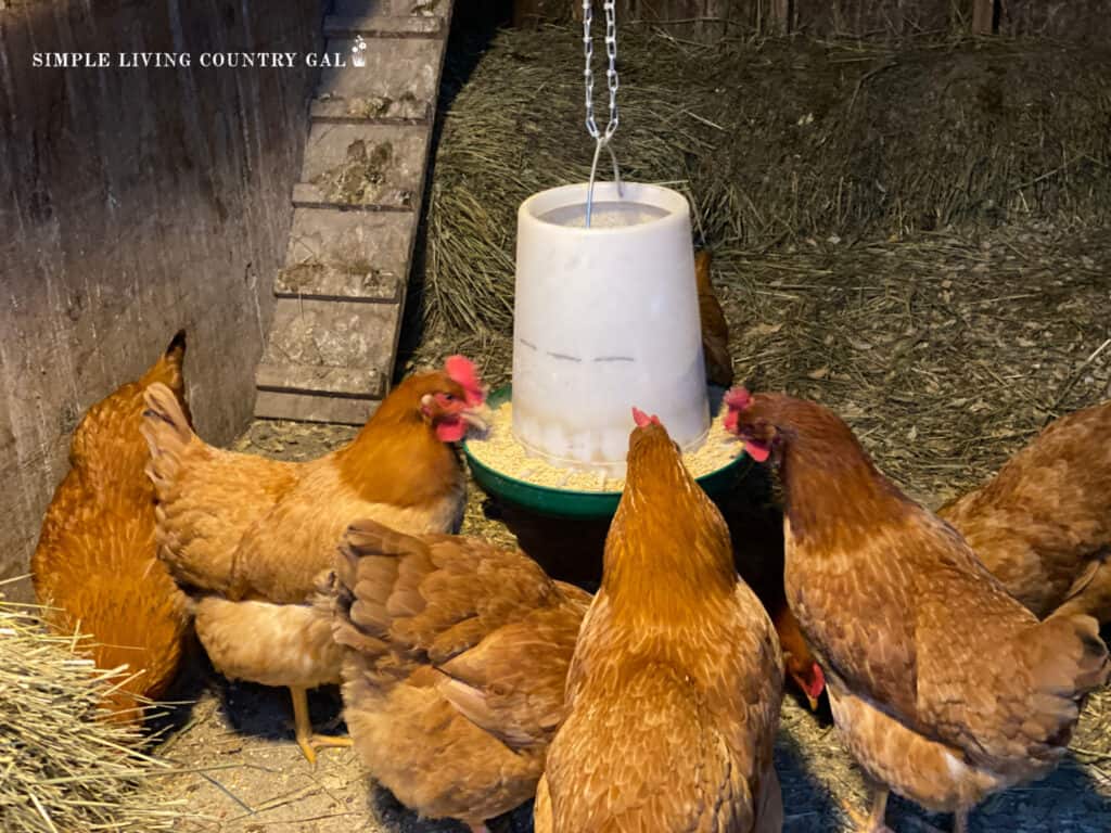 chickens eating from a hanging feeder in a coop