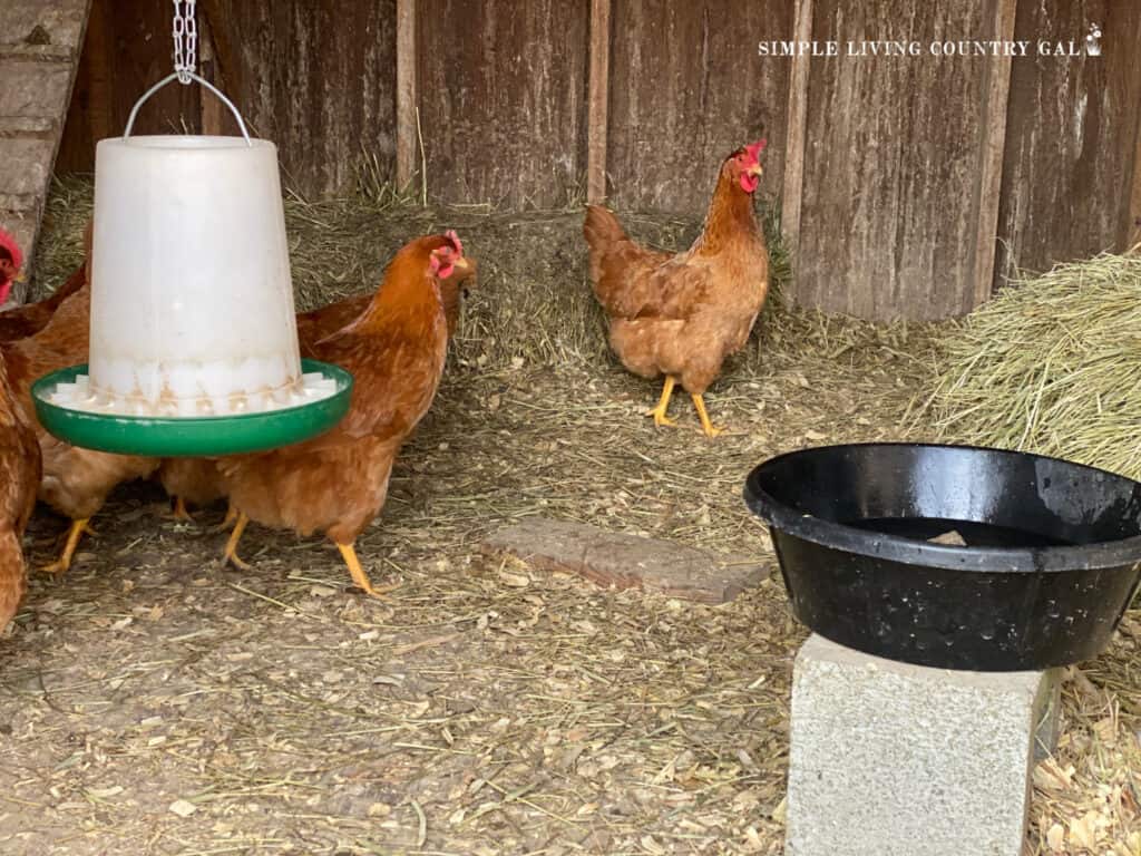 chickens in a coop with a feeder and waterer