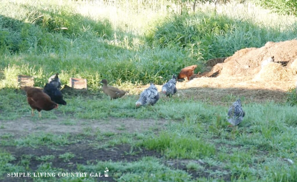 chickens in front of a compost pile in a field