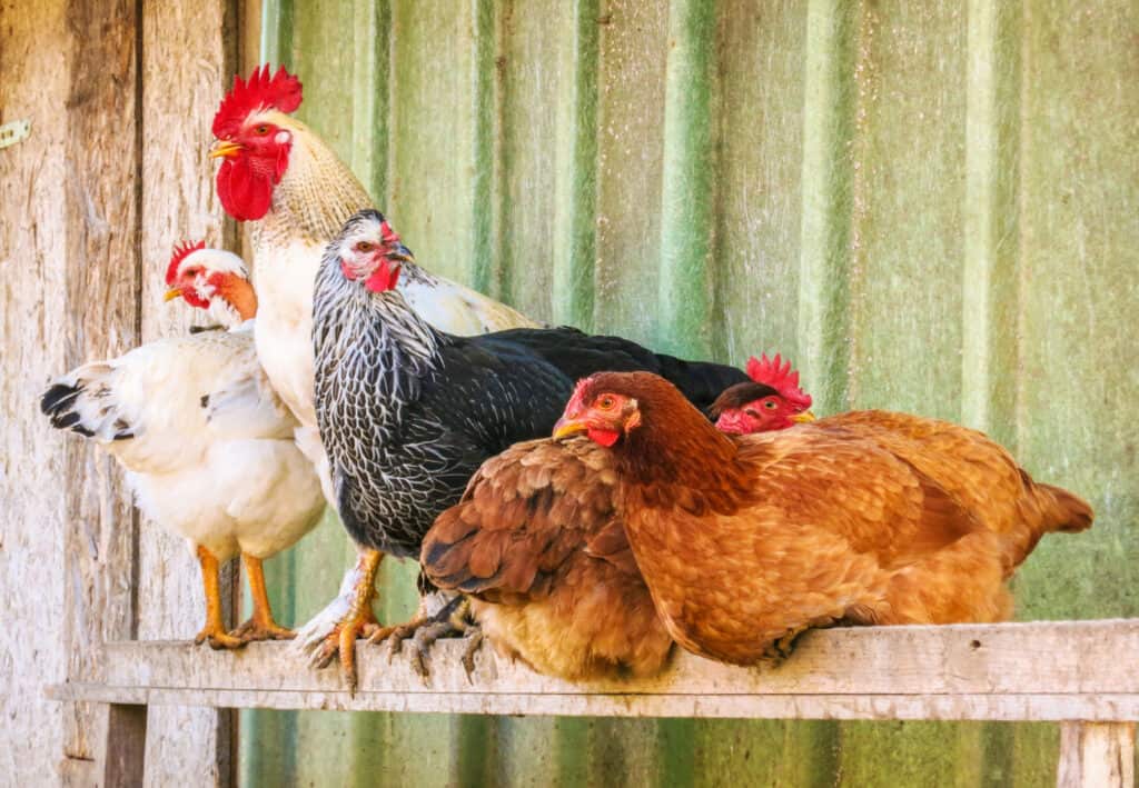 a rooster with some hens