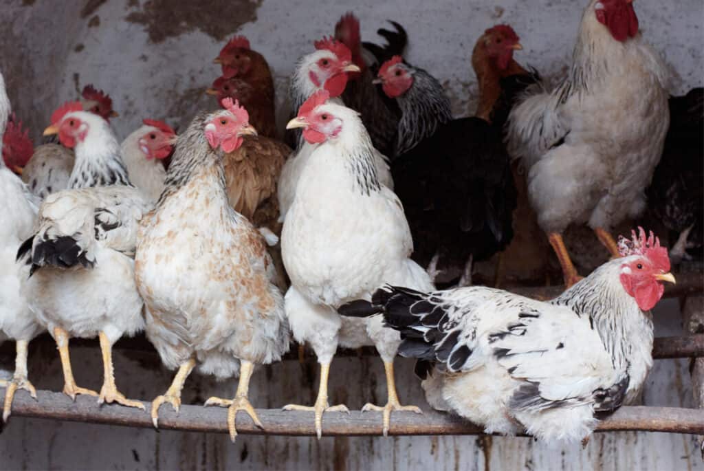 chickens on a branch perch