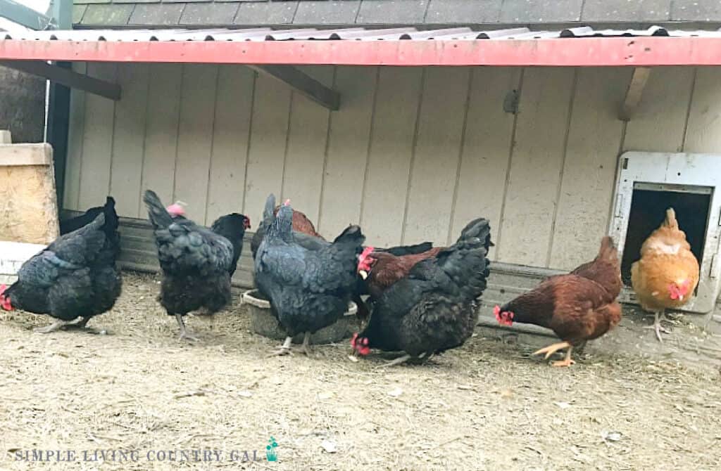 chickens standing under a shelter in a run 