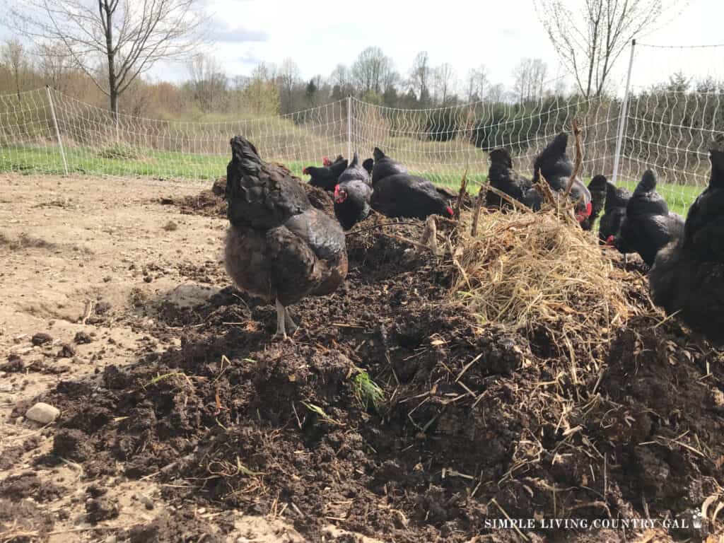 chickens working composted manure into a backyard garden