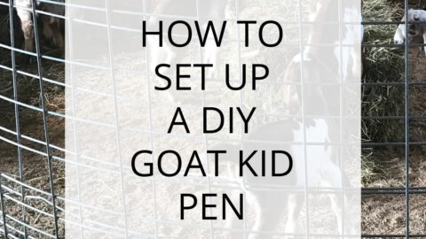 diy goat kid pen