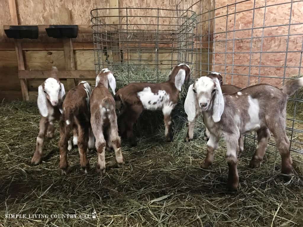 goat kids playing in a goat kid pen