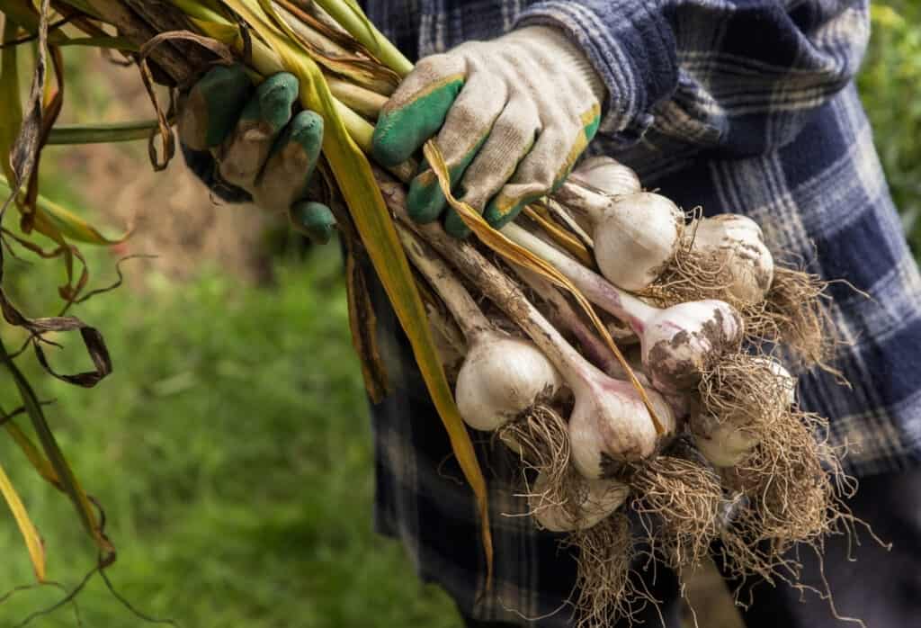 hands holding fresh harvested garlic from a garden