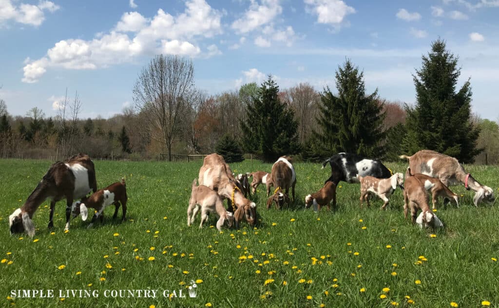 herd of goats on pasture 