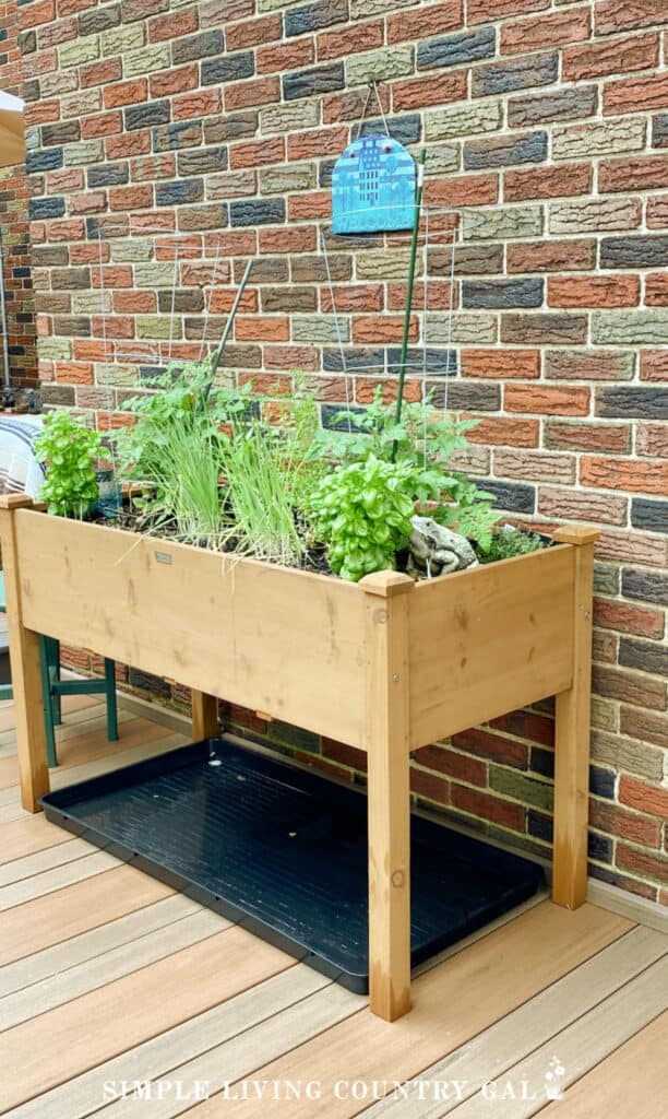 A garden table planted with salsa ingredients 