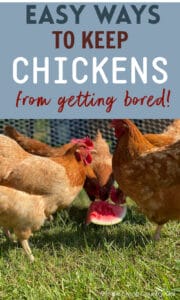 How to Keep Chickens from getting bored | Simple Living Country Gal