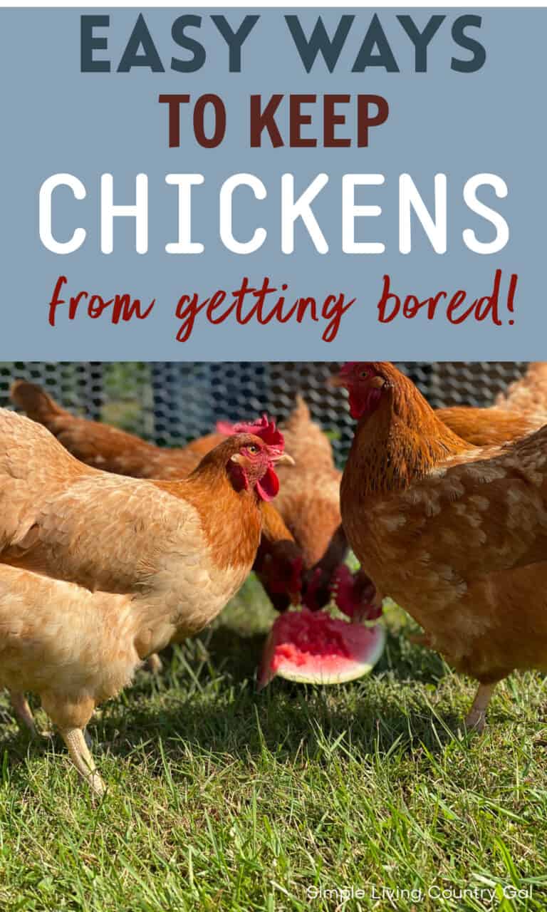 How to Keep Chickens from getting bored Simple Living Country Gal