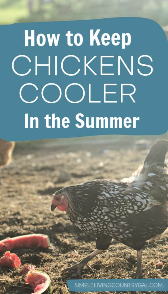 How to Keep chickens cool in the Summer | Simple Living Country Gal