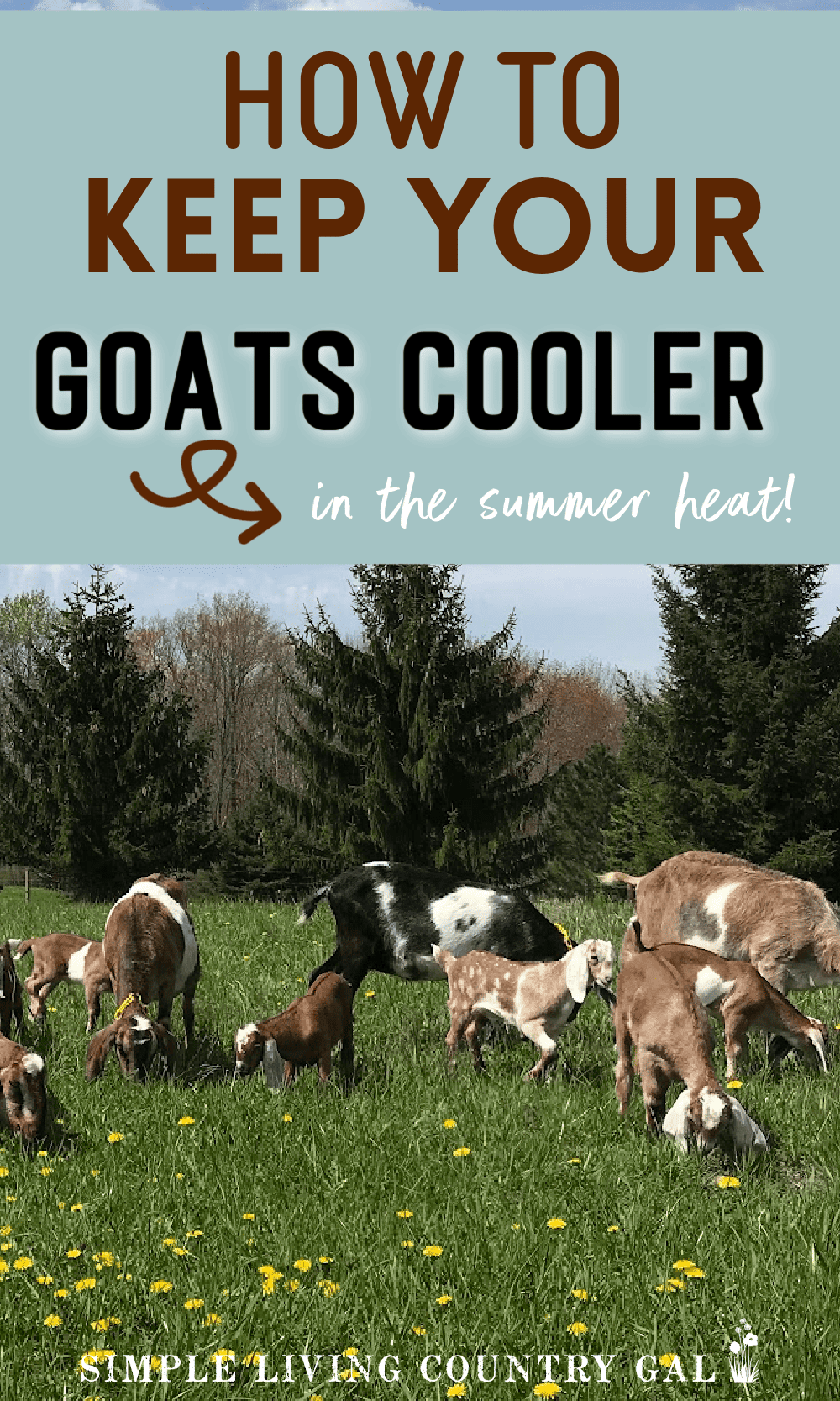 how-to-keep-goats-warm-in-winter-homesteading-in-ohio