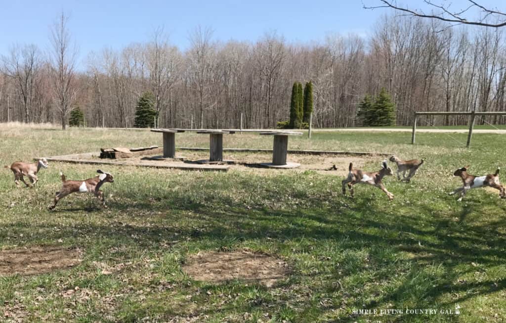 kids running in a backyard pasture