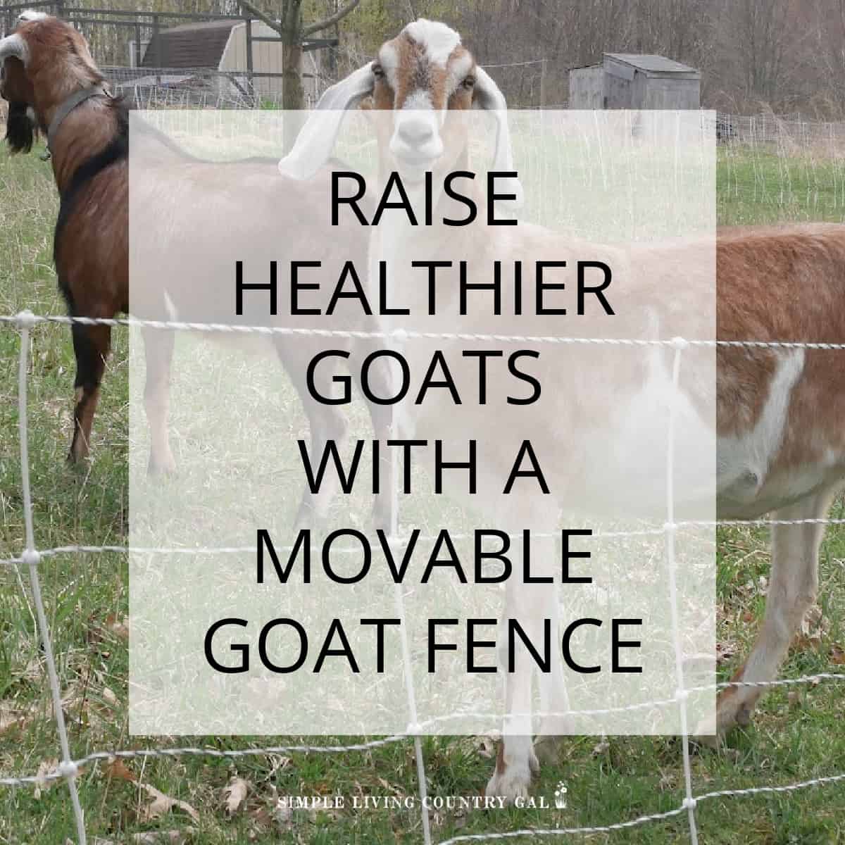 Movable Goat Fence Simple Living Country Gal