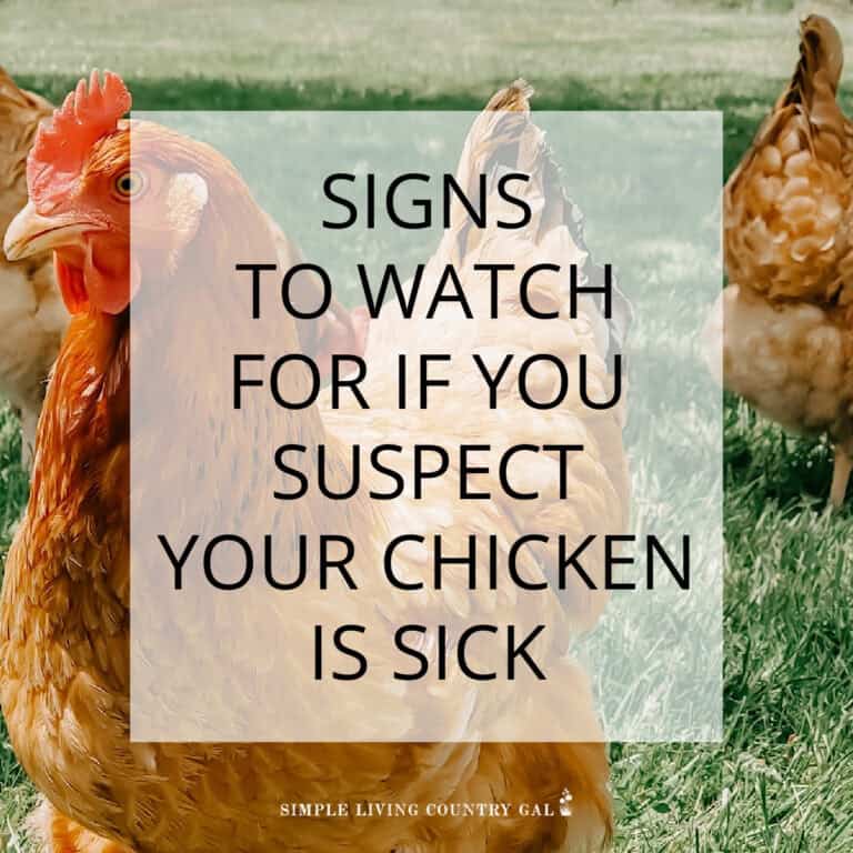 5+ Warning Signs Of A Sick Chicken